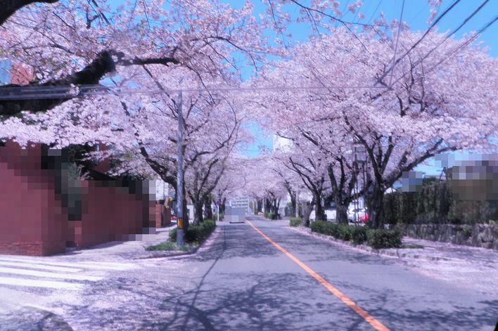 名古屋　桜並木画像