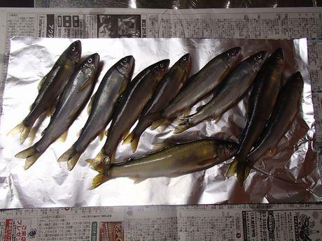 名古屋　鮎釣り画像