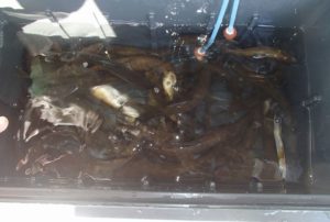 郡上市長良川 アユ釣り画像