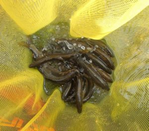 郡上市長良川 アユ釣り画像