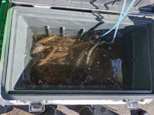 郡上市長良川 アユ釣り画像